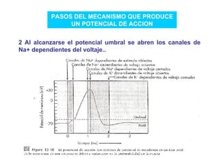 PASOS DEL MECANISMO QUE PRODUCE UN POTENCIAL DE ACCION 2 Al alcanzarse el potencial umbral se abren los canales de Na+ dependientes del voltaje.. 