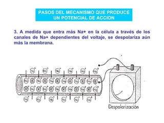 PASOS DEL MECANISMO QUE PRODUCE UN POTENCIAL DE ACCION 3. A medida que entra más Na+ en la célula a través de los canales de Na+ dependientes del voltaje, se despolariza aún más la membrana. 