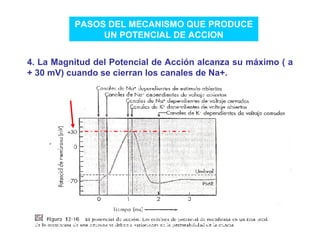 PASOS DEL MECANISMO QUE PRODUCE UN POTENCIAL DE ACCION 4. La Magnitud del Potencial de Acción alcanza su máximo ( a + 30 mV) cuando se cierran los canales de Na+. 