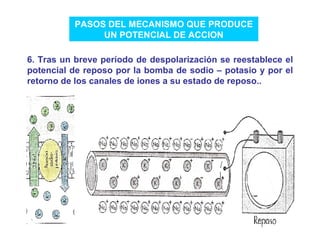 PASOS DEL MECANISMO QUE PRODUCE UN POTENCIAL DE ACCION 6. Tras un breve período de despolarización se reestablece el potencial de reposo por la bomba de sodio – potasio y por el retorno de los canales de iones a su estado de reposo.. 