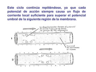 Este ciclo continúa repitiéndose, ya que cada potencial de acción siempre causa un flujo de corriente local suficiente para superar el potencial umbral de la siguiente región de la membrana. 