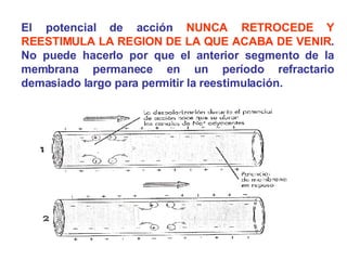 El potencial de acción  NUNCA RETROCEDE Y REESTIMULA LA REGION DE LA QUE ACABA DE VENIR . No puede hacerlo por que el anterior segmento de la membrana permanece en un período refractario demasiado largo para permitir la reestimulación. 