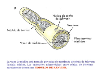 La vaina de mielina está formada por capas de membrana de célula de Schwann llamada mielina. Los intersticios microscópicos entre células de Schwann  adyacentes se denominan   NODULOS DE RANVIER. 
