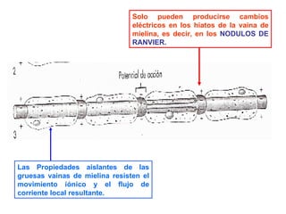 Las Propiedades aislantes de las gruesas vainas de mielina resisten el movimiento iónico y el flujo de corriente local resultante. Solo pueden producirse cambios eléctricos en los hiatos de la vaina de mielina, es decir, en los  NODULOS DE RANVIER. 