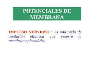 POTENCIALES DE MEMBRANA IMPULSO NERVIOSO :   Es una onda de oscilación eléctrica que recorre la membrana plasmática 