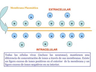 Todas las células vivas (incluso las neuronas), mantienen una diferencia de concentración de iones a través de sus membranas. Existe un ligero exceso de iones positivos en el exterior  de la membrana y un ligero exceso de iones negativos en su interior. Membrana Plasmática INTRACELULAR EXTRACELULAR + + + + + + + + - + - - - - - - - - - + 