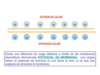 EXTRACELULAR INTRACELULAR Existe una diferencia de carga eléctrica a través de las membranas plasmáticas denominada  POTENCIAL DE MEMBRANA .   Las cargas tienen el potencial de moverse la una hacia la otra, si es que son capaces de atravesar la membrana. + + + + + + + - - - - - - - 