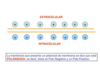 La membrana que presenta un potencial de membrana se dice que está  POLARIZADA , es decir, tiene un Polo Negativo y un Polo Positivo.  + + + + + + + - - - - - - - EXTRACELULAR INTRACELULAR 