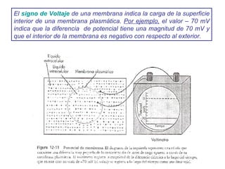 El  signo de Voltaje  de una membrana indica la carga de la superficie interior de una membrana plasmática.  Por ejemplo,  el valor – 70 mV indica que la diferencia  de potencial tiene una magnitud de 70 mV y que el interior de la membrana es negativo con respecto al exterior. 