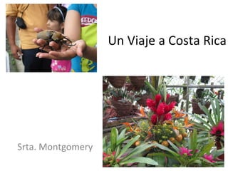 Un Viaje a Costa Rica




Srta. Montgomery
 