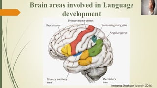 Brain areas involved in Language
development
Imrana Shakoor batch 2016
 