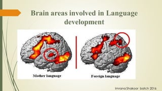 Imrana Shakoor batch 2016
Brain areas involved in Language
development
 