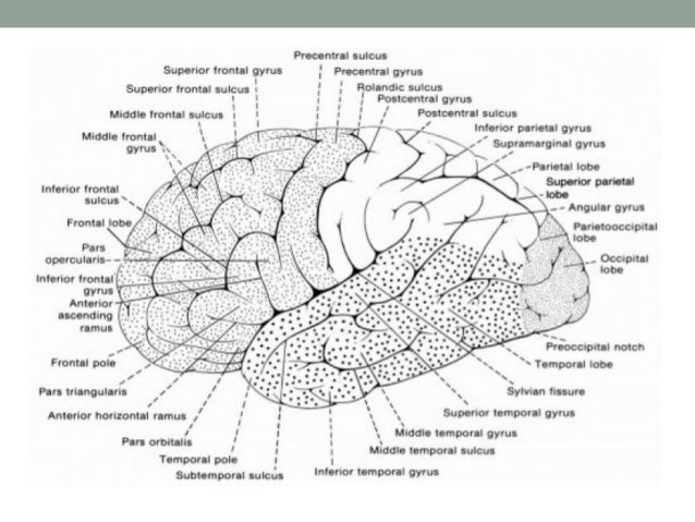 Why does the brain have gyri and sulci?