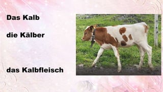 Das Kalb
die Kälber
das Kalbfleisch
 