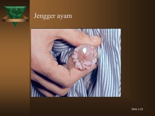 Jengger ayam
Slide 2.22
 