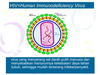 HIV=Human Immunodeficiency Virus
virus yang menyerang sel darah putih manusia dan
menyebabkan menurunnya kekebalan/ daya tahan
tubuh, sehingga mudah terserang infeksi/penyakit.
 