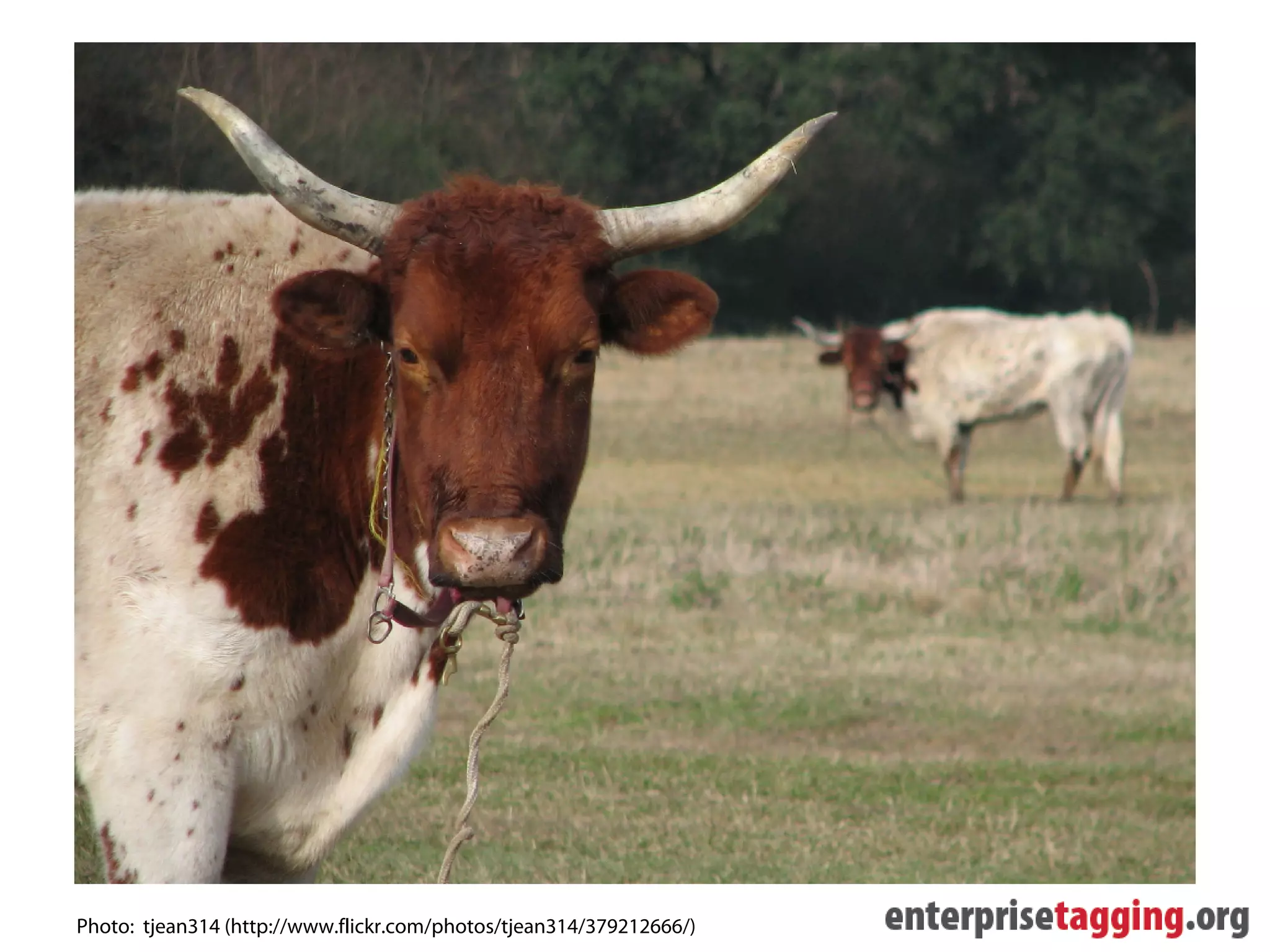 Photo: tjean314 (http://www.flickr.com/photos/tjean314/379212666/)
 