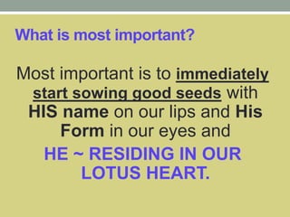 What is most important?
Most important is to immediately
start sowing good seeds with
HIS name on our lips and His
Form in our eyes and
HE ~ RESIDING IN OUR
LOTUS HEART.
 