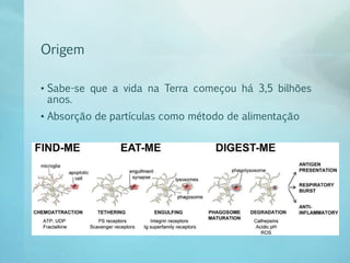 Origem
• Sabe-se que a vida na Terra começou há 3,5 bilhões
anos.
• Absorção de partículas como método de alimentação
 