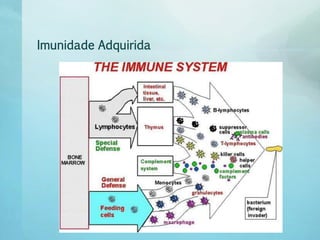 Imunidade Adquirida
 
