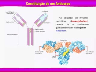Os anticorpos são proteínas
específicas (imunoglobulinas)
capazes de se combinarem
quimicamente com os antigénios
específicos.
 