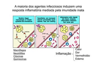 A maioria dos agentes infecciosos induzem uma
resposta inflamatória mediada pela imunidade inata
Macrófagos
Neutrófilos
Citocinas
Quimiocinas
Inflamação
Calor
Dor
Vermelhidão
Edema
 