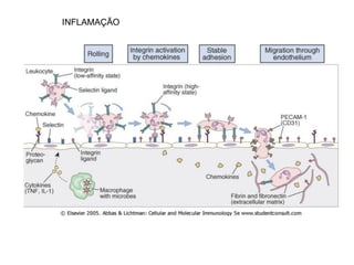 INFLAMAÇÃO
 