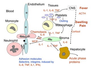 Blood
Monocyte
Neutrophil
Endothelium
Stroma
Macrophage
Platelets
Hepatocyte
Chemotaxis
Adhesion molecules
Selectins. integrins, induced by
IL-8, TNF, IL1, IFN
IL-8
MCP
IL-1
TGF-
IL-1, TNF
IL-1, TNF
IL-6
Acute phase
proteins
CNS
IL-1, IL-6, TNF
Fever
Tissues
Swelling
Pain
Cortisol
ACTH
Clotting
PAF
 