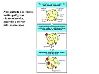 Após entrada nos tecidos,
muitos patógenos
são reconhecidos,
ingeridos e mortos
pelos macrófagos
 