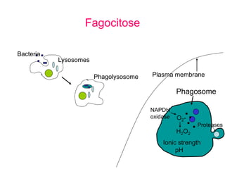 Fagocitose
Lysosomes
Bacteria
Phagolysosome
NAPDH
oxidase O2-
H2O2
Proteases
Ionic strength
pH
Plasma membrane
Phagosome
 