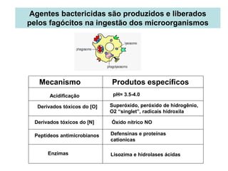 Agentes bactericidas são produzidos e liberados
pelos fagócitos na ingestão dos microorganismos
Mecanismo Produtos específicos
Acidificação
Derivados tóxicos do [O]
Derivados tóxicos do [N]
Peptideos antimicrobianos
Enzimas
pH= 3.5-4.0
Superóxido, peróxido de hidrogênio,
O2 “singlet”, radicais hidroxila
Óxido nítrico NO
Defensinas e proteínas
cationicas
Lisozima e hidrolases ácidas
 