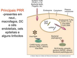 Principais PRR
-presentes em
neut.,
macrofagos, DC
e céls
endoteliais, cels
epiteliais e
alguns linfocitos
 