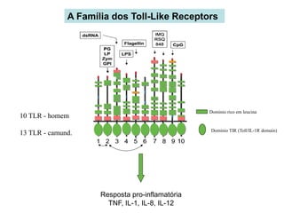 A Família dos Toll-Like Receptors
Dominio rico em leucina
Dominio TIR (Toll/IL-1R domain)
10 TLR - homem
13 TLR - camund.
Resposta pro-inflamatória
TNF, IL-1, IL-8, IL-12
 