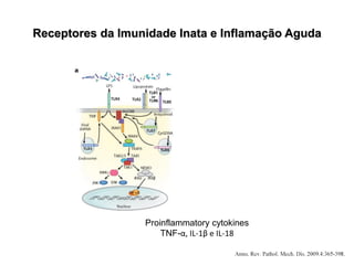 Receptores da Imunidade Inata e Inflamação Aguda
Proinflammatory cytokines
TNF-α, IL-1β e IL-18
 