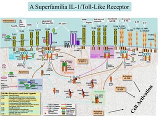 A Superfamília IL-1/Toll-Like Receptor
 