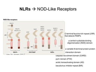 NLRs  NOD-Like Receptors
a variable N-terminal protein-protein
interaction domain:
caspase recruitment domain (CARD)
pyrin domain (PYD)
acidic transactivating domain (AD)
baculovirus inhibitor repeat (BIR)
a central nucleotide-binding
oligomerization (NOD) domain
C-terminal leucine-rich repeat (LRR)
that detects PAMPs
 