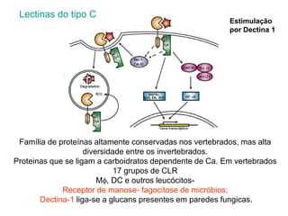 Família de proteínas altamente conservadas nos vertebrados, mas alta
diversidade entre os invertebrados.
Proteinas que se ligam a carboidratos dependente de Ca. Em vertebrados
17 grupos de CLR
Mf, DC e outros leucócitos-
Receptor de manose- fagocitose de micróbios;
Dectina-1 liga-se a glucans presentes em paredes fungicas.
Estimulação
por Dectina 1
Lectinas do tipo C
 