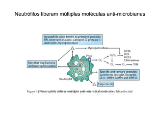 Neutrófilos liberam múltiplas moléculas anti-microbianas
 