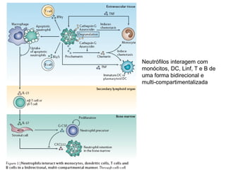 Neutrófilos interagem com
monócitos, DC, Linf, T e B de
uma forma bidirecional e
multi-compartimentalizada
 