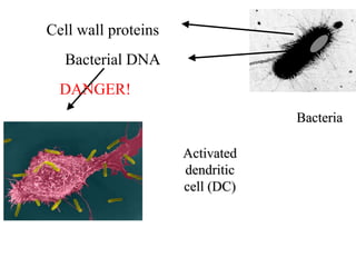 Bacteria
Cell wall proteins
Bacterial DNA
Activated
dendritic
cell (DC)
DANGER!
 