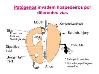 Patógenos invadem hospedeiros por
diferentes vias
Skin
Lung
Conjunctiva of eye
Scratch, injury
Insect bite
Mouth
Digestive
tract
Urogenital
tract
Anus
Pores, hair
Follicles,
Sweat glands
Pathogenic microbes
Normal non-pathogenic
microflora
 