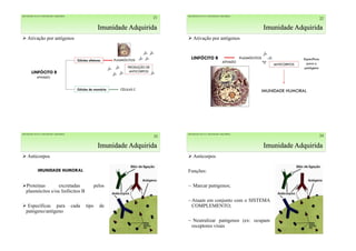 Imunidade Adquirida
21
 Ativação por antígenos
IMUNIDADE INATA E IMUNIDADE ADQUIRIDA
Imunidade Adquirida
22
 Ativação por antígenos
IMUNIDADE INATA E IMUNIDADE ADQUIRIDA
Imunidade Adquirida
23
 Anticorpos
Proteínas excretadas pelos
plasmócitos e/ou linfócitos B
 Específicas para cada tipo de
patógeno/antígeno
IMUNIDADE INATA E IMUNIDADE ADQUIRIDA
Imunidade Adquirida
24
 Anticorpos
Funções:
⁓ Marcar patógenos;
⁓Atuam em conjunto com o SISTEMA
COMPLEMENTO;
⁓ Neutralizar patógenos (ex: ocupam
receptores virais
IMUNIDADE INATA E IMUNIDADE ADQUIRIDA
 