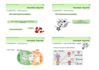 Imunidade Adquirida
25
 LINFÓCITO T – CD8 (Citotóxico)
MHC – Complexo Principal de Histocompatibilidade
IMUNIDADE INATA E IMUNIDADE ADQUIRIDA
MHC 1: Identidade = TODAS as células do corpo possuem
(exclusividade)
Ex: Limita a doação de órgãos
Exceto
Imunidade Adquirida
26
 LINFÓCITO T – CD8 (Citotóxico)
MHC – Complexo Principal de Histocompatibilidade
IMUNIDADE INATA E IMUNIDADE ADQUIRIDA
MHC 2:
Fabricado pelas APCs
(Células apresentadoras de antígenos)
Imunidade Adquirida
27
 LINFÓCITO T – CD8 (Citotóxico)
⁓Como agem?
IMUNIDADE INATA E IMUNIDADE ADQUIRIDA
Imunidade Adquirida
28
 LINFÓCITO T – CD4 (AUXILIARES – Helper)
⁓ Ativação: Precisam das APCs (MHC2)
IMUNIDADE INATA E IMUNIDADE ADQUIRIDA
 