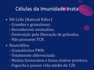 Células da Imunidade Inata
• NK Cells (Natural Killer)
- Grandes e granulosas;
- Reconhecem anomalias;
- Destruição pela liberação de grânulos.
- Não possuem TCR.
• Neutrófilos
- Granulócitos PMN;
- Totalmente diferenciada
- Muitos lisossomos e baixa síntese protéica;
- Fagocita e possui vida média de 12h
 