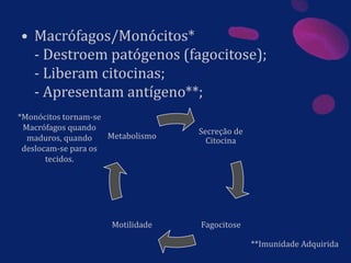 • Macrófagos/Monócitos*
- Destroem patógenos (fagocitose);
- Liberam citocinas;
- Apresentam antígeno**;
Secreção de
Citocina
FagocitoseMotilidade
Metabolismo
*Monócitos tornam-se
Macrófagos quando
maduros, quando
deslocam-se para os
tecidos.
**Imunidade Adquirida
 