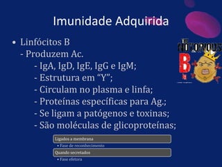 Imunidade Adquirida
• Linfócitos B
- Produzem Ac.
- IgA, IgD, IgE, IgG e IgM;
- Estrutura em “Y”;
- Circulam no plasma e linfa;
- Proteínas específicas para Ag.;
- Se ligam a patógenos e toxinas;
- São moléculas de glicoproteínas;
Ligados a membrana
• Fase de reconhecimento
Quando secretados
• Fase efetora
 