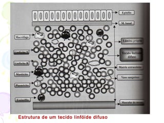 Estrutura de um tecido linfóide difuso
 
