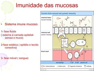 Imunidade das mucosas
• Sistema imune mucoso:
1- fase fluída
( externa á camada epitelial-
serosa e muco);
2-fase estática ( epitélio e tecido
conectivo)
3- fase móvel ( sangue)
 