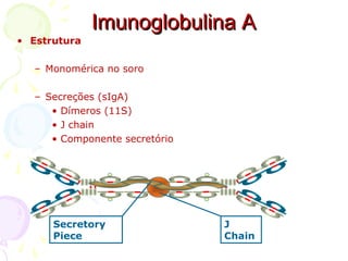 • Estrutura
– Monomérica no soro
– Secreções (sIgA)
• Dímeros (11S)
• J chain
• Componente secretório
J
Chain
Secretory
Piece
Imunoglobulina AImunoglobulina A
 