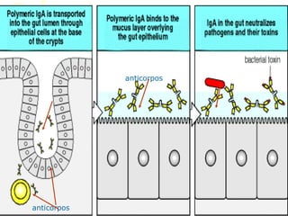 anticorpos
anticorpos
 